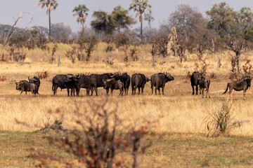 Telephoto shot of a herd of blue wildebeest - Connochaetes taurinus- standing on the Okavango...