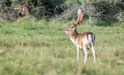 Beautiful male fallow deer standing in grasslandin the Amsterdamse waterleidingduinen, the Netherlands. Beautiful day during autumn. Sunny day. Amazing male deer with big antlers. Mating season. Rutti