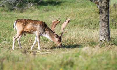 Beautiful male fallow deer grazing in grassland in the Amsterdamse waterleidingduinen, the Netherlands. Beautiful day during autumn. Sunny day. Amazing male deer with big antlers. Mating season. Rutti