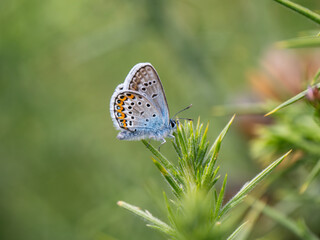 Silver-studded Blue Butterfly. Wings Closed.