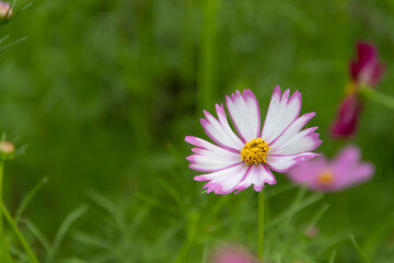 Daisy flowers in natural fields on the top of mountain landscape .