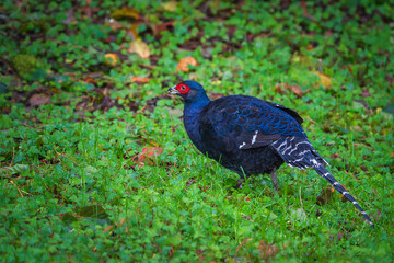 Mikado pheasant male in the forest