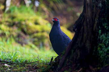 Mikado pheasant male in the forest