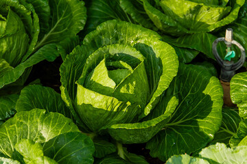 Close-up of a large green cabbage grows in agricultural field.