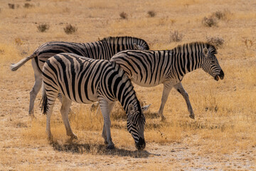Telephoto shot of three Burchell's Plains zebras -Equus quagga burchelli- grazing on the plains of Etosha National Park, Namibia.
