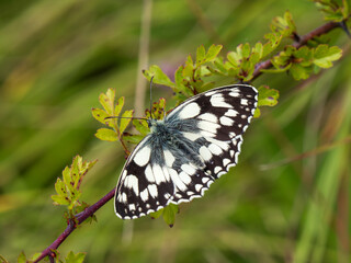 Marblesd White Butterfly. Wings Open