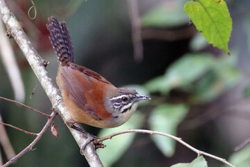 Moustached Wren (Pheugopedius genibarbis) isolated, perched on a branch
