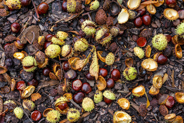 chestnuts in the duff warm autumn fall background