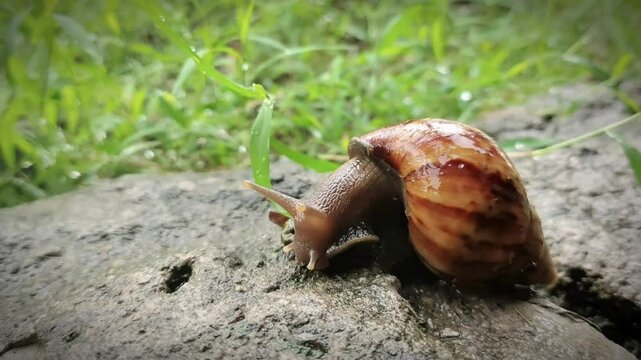 Garden snail in a shell crawls on the wet road, the snail hurries home. Natural animal snail in a snail shell crawling in the big wild