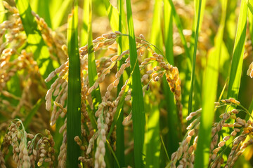 Ear of rice plant in autumn,harvest