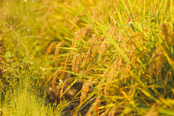 Ear of rice plant in autumn,harvest