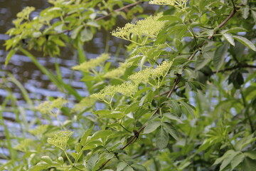 close up of leaves of a plant