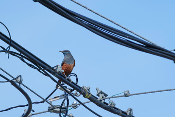 Blue rock thrush perched on an electric wire