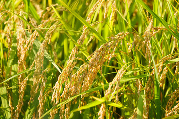 Ear of rice plant in autumn,harvest