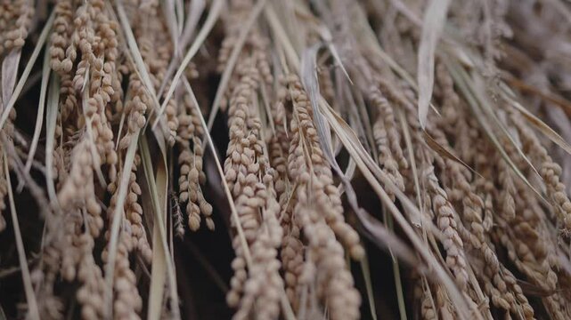 昔ながらの稲架掛け（はさかけ）
