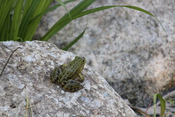 frog on a stone