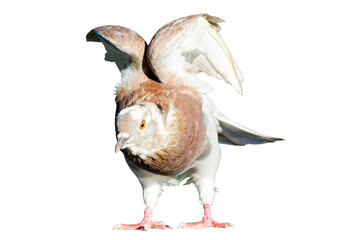 Full body of standing pigeon bird isolated on transparent background.