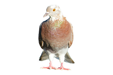 Full body of standing pigeon bird isolated on transparent background.
