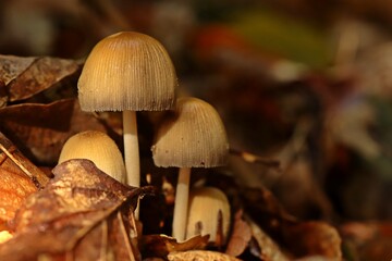 Gemeiner Glimmertintling (Coprinellus micaceus)