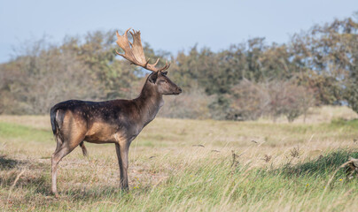 Beautiful brown male fallow deer standing in grassland in the Amsterdamse waterleidingduinen, the Netherlands. Amazing male deer with big antlers. Mating season. Rutting time.