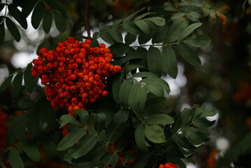 ripe Rowan berries lit by the morning sun on branches without leaves in autumn