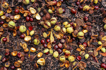 chestnuts in the duff warm autumn fall background