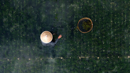 Man working on seaweed farm, top view of harvesting edible seaweed © OlTarakanov