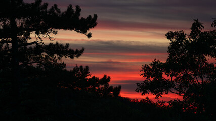 Atmospheric afterglow behind trees in silhouette.