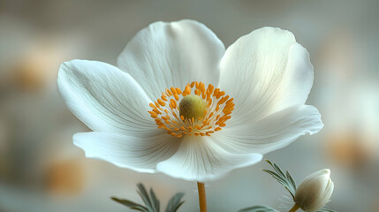 Obraz premium A close-up of a white anemone bloom a soft, blurred background