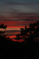 Atmospheric afterglow behind trees in silhouette.