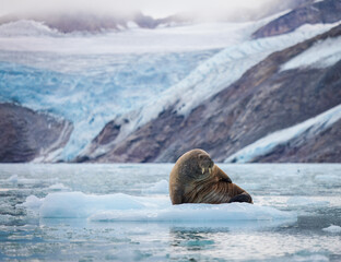 Walrus minding his own business on ice