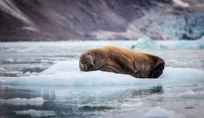 Walrus minding his own business on ice
