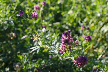 Obraz premium Alfalfa field on a sunny summer day