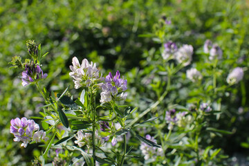 Alfalfa field on a sunny summer day