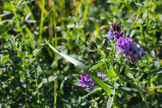 Alfalfa field on a sunny summer day
