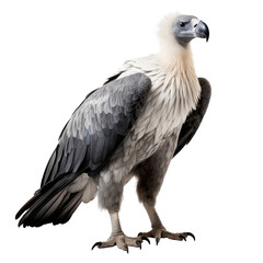 Obraz premium Majestic Vulture with Distinctive Feathers and Strong Posture
