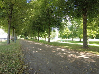 tree lined walking path in the park