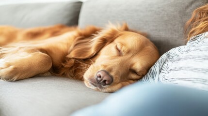 Peaceful Pup: A Sleeping Golden Retriever Enjoying Cozy Relaxation