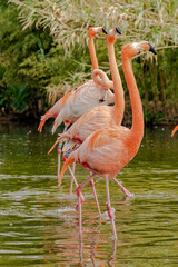 Flamencos del Zoo