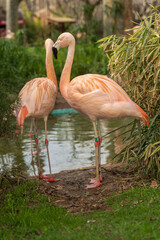 Fototapeta premium Flamencos del Zoo