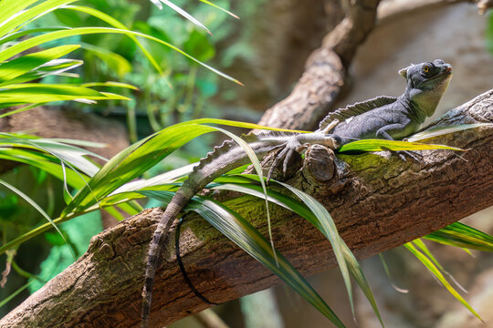 Acanthosaura capra lagarto 