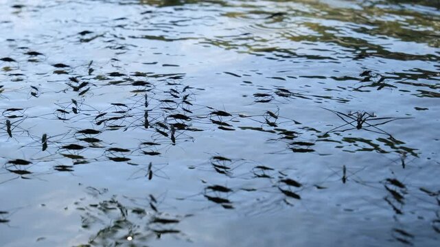 a collection of water strider insects or Gerris lacustris is walking on the surface of the river water