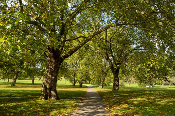 Trees in the park
