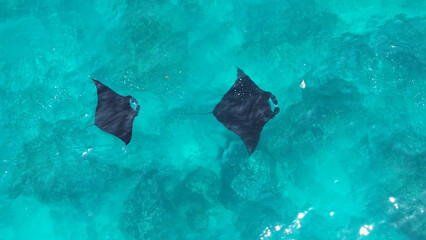 Huge Manta Rays in the Sea. Drone View of Giant Manta Rays at Manta Point Nusa Penida Indonesia, Drone View 4k