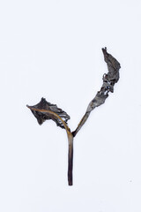 Dry leaves, old dead leaves isolated white background, Dry / dead banana leaves