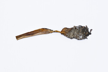 Dry leaves, old dead leaves isolated white background, Dry / dead banana leaves