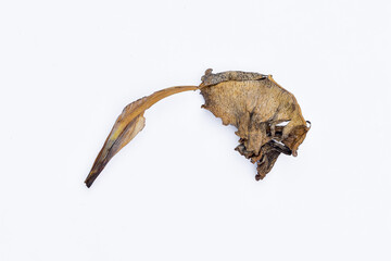 Dry leaves, old dead leaves isolated white background, Dry / dead banana leaves