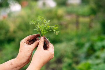 Fresh dill grows in the garden. The woman's hands plucked the dill into a bunch. Growing fresh herbs. Green plants in the garden, ecological farming for the production of healthy food concept.