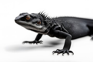 Obraz premium Black dragon lizard on white background, AI Generated