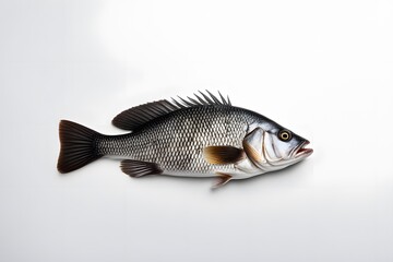 Fototapeta premium Black sea bass fish on white background, AI Generated